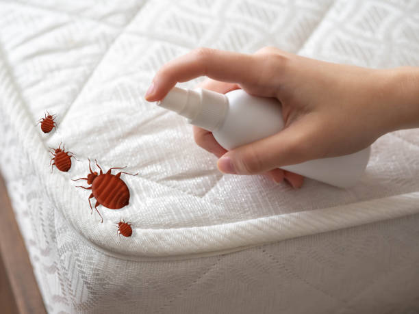 Best Bed Bug Extermination  in Northampton, PA